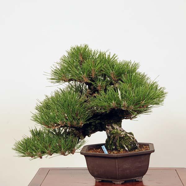 盆栽：錦松 現品*にしきまつnisikiニシキマツ中品盆栽貴風盆栽 