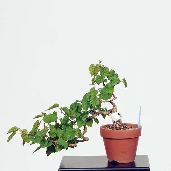 姫桑(ヒメクワ) 盆栽