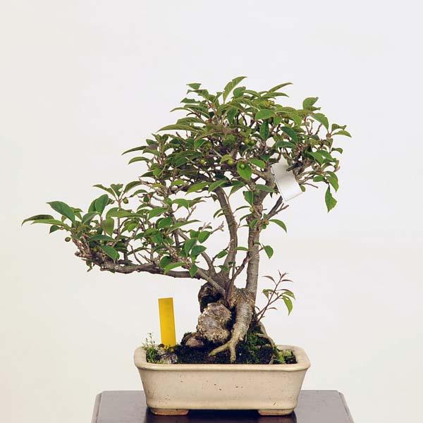 小品盆栽 梅もどき 現品 ウメモドキ 送料無料 Umemodoki 070 v 遊恵盆栽 Yahoo 店 通販 Yahoo ショッピング