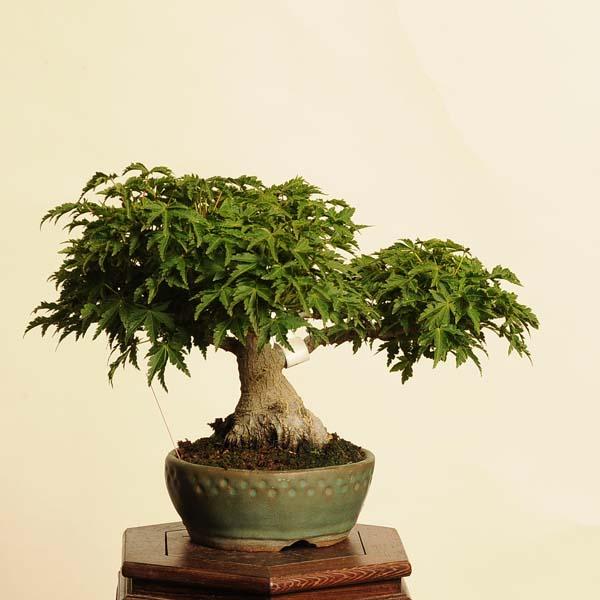 盆栽特選：獅子頭(シシガシラ)紅葉 現品 *もみじ モミジ Acer