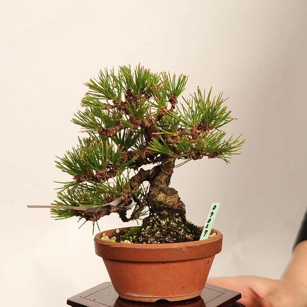 盆栽 ：三河黒松*現品 一点物 くろまつ クロマツ Kuromatsu bonsai