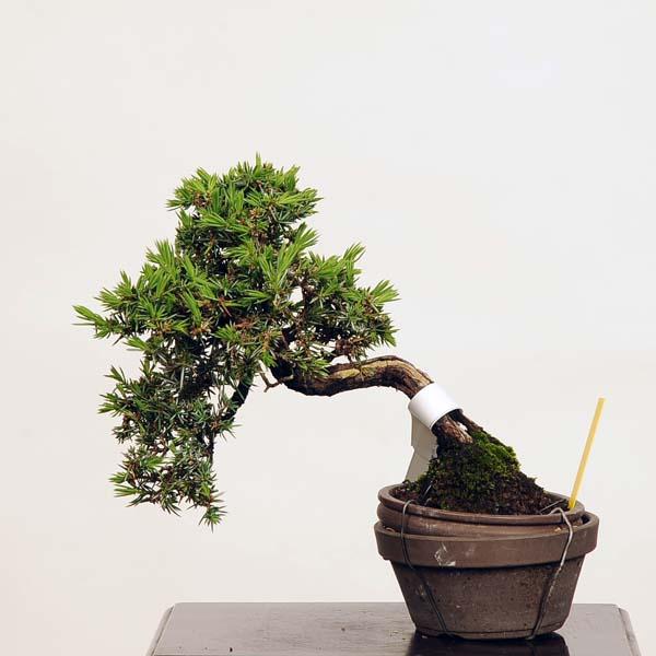 ミニ盆栽 杜松 現品 としょう トショウ送料無料 Tosyo v 遊恵盆栽 Yahoo 店 通販 Yahoo ショッピング