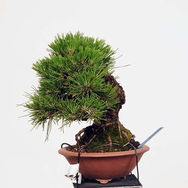 三河黒松　中品盆栽 特選 盆栽：三河黒松* 現品 一点物 くろまつ クロマツ Kuromatsu