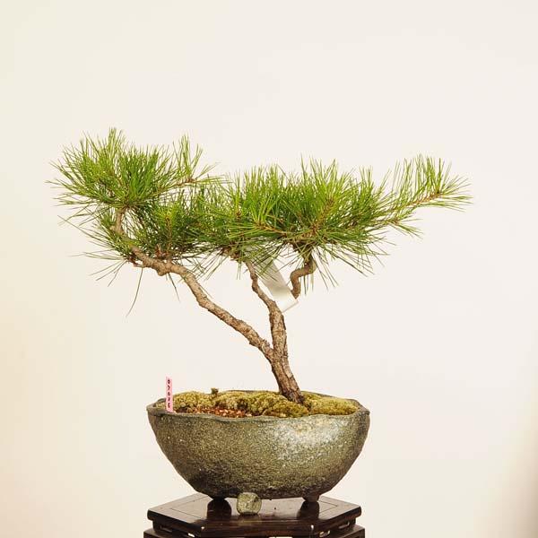 盆栽：赤松（アカマツ）*現品 一点物 あかまつ Akamatsu bonsai 中品