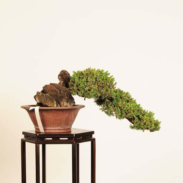 盆栽 特選：杜松(としょう)*現品 一点物 トショウ Juniperus rigida