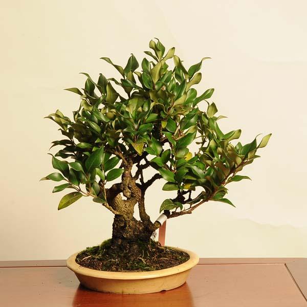 盆栽 特選：ネズミモチ（鼠糯） 現品*ねずみもち Ligustrum japonicum