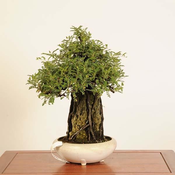 樹種：磯山椒(いそざんしょう)常緑樹。濃い緑色のテリのある葉がかわいいです。古味を帯びた根上がりの幹が魅力です。足元に石を抱えております。撮影日：2025年07月10日サイズ樹高：約43ｃｍ　横幅：約38ｃｍ　鉢径：約22ｃｍ(プラスチック...