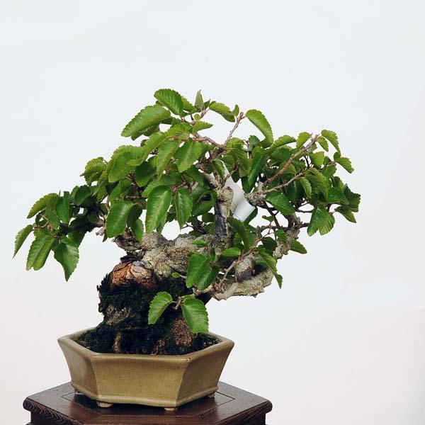 盆栽：いわしで 現品*イワシデ Iwashidei 小品盆栽 : 遊恵盆栽 Yahoo