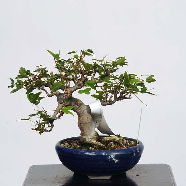 ミニ盆栽：楓 現品*かえで カエデ Kaede 送料無料 : 遊恵盆栽 Yahoo!店