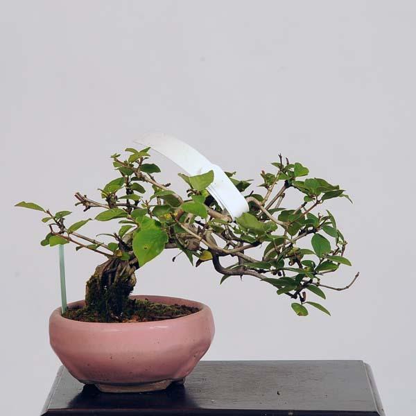 小品盆栽：うぐいすかぐら（鶯神楽）現品*送料無料 ウグイス