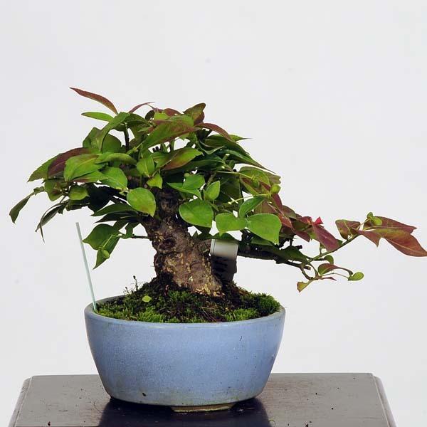 小品盆栽：こまゆみ 現品*コマユミ Komayumi送料無料 : 遊恵盆栽