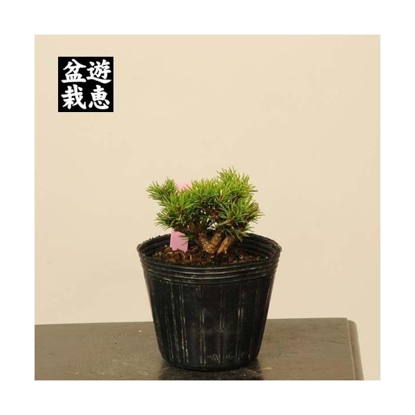 y-bonsai_07085