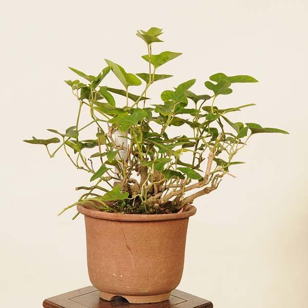 盆栽：馬の鈴草(ウマノスズクサ)現品* Aristolochia debilis bonsai