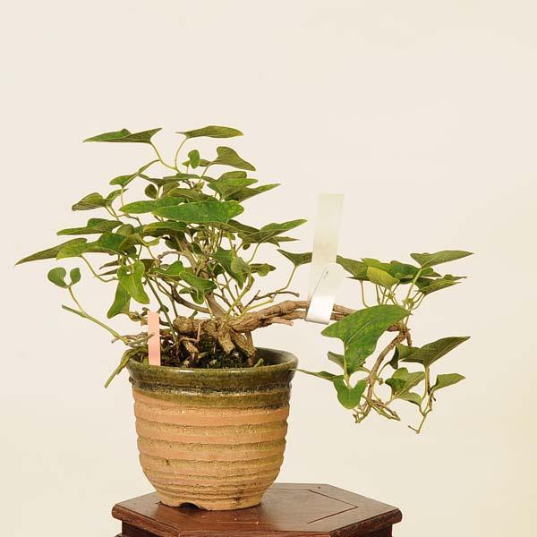 盆栽：馬の鈴草(ウマノスズクサ)現品* Aristolochia debilis bonsai