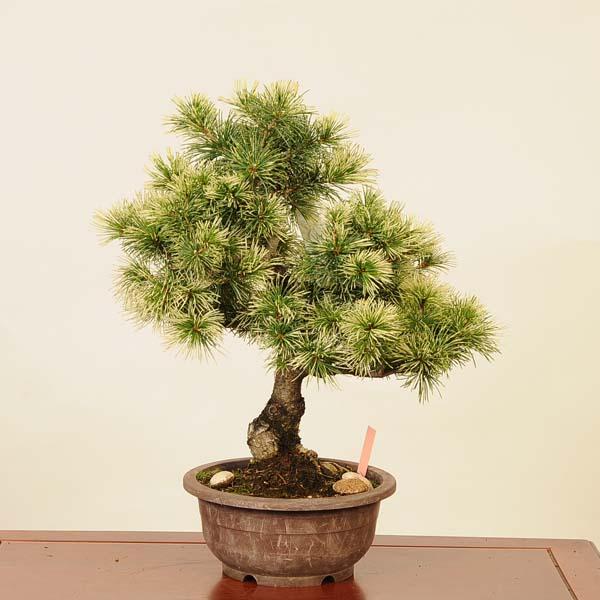 盆栽：斑入五葉松(花火)*現品 ごようまつ ゴヨウマツ Goyoumatsu
