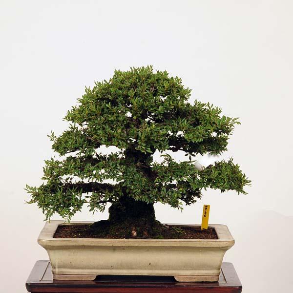 【中品　楡欅盆栽】真柏…　　　　　☆将来楽しみの一品☆ 中品 楡欅盆栽】真柏… ☆将来楽しみの一品☆