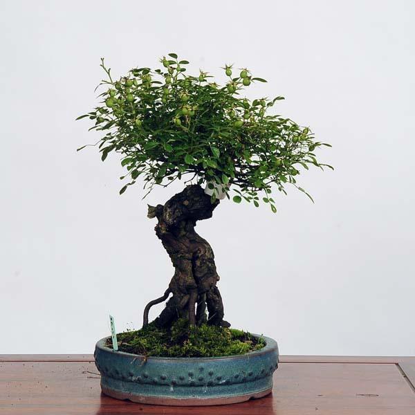 7*!様 野薔薇盆栽 中品盆栽：野薔薇 現品*野バラ・のばら・バラ 送料無料 nobara : 遊恵