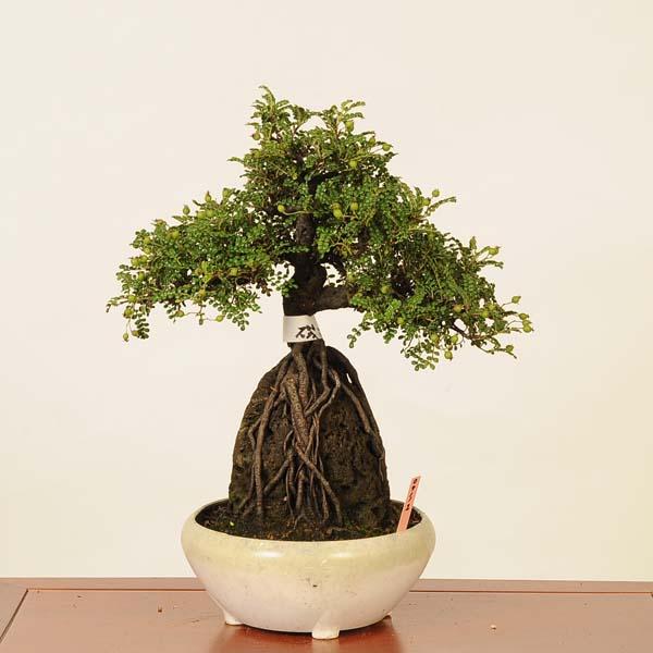 天然 テンバイ 磯山椒 サンゴ 珊瑚岩 盆栽 天然 テンバイ 磯山椒 サンゴ 珊瑚岩 盆栽 (muku) 鹿児島の家具の中古