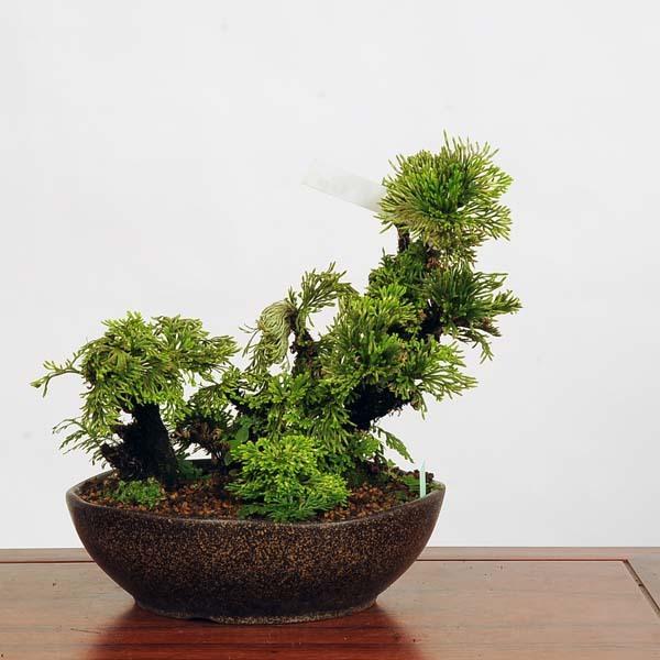 ヒバ 盆栽 植木 Diy 工具の人気商品 通販 価格比較 価格 Com