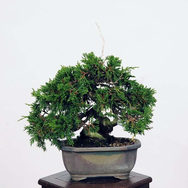 盆栽：特選糸魚川真柏 現品* しんぱく シンパク Shinpaku bonsai 小品