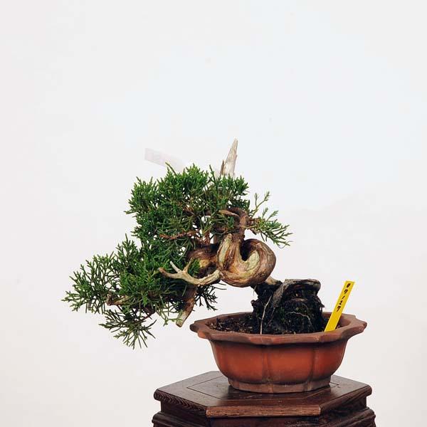 盆栽：特選糸魚川真柏 現品* しんぱく シンパク Shinpaku bonsai 小品
