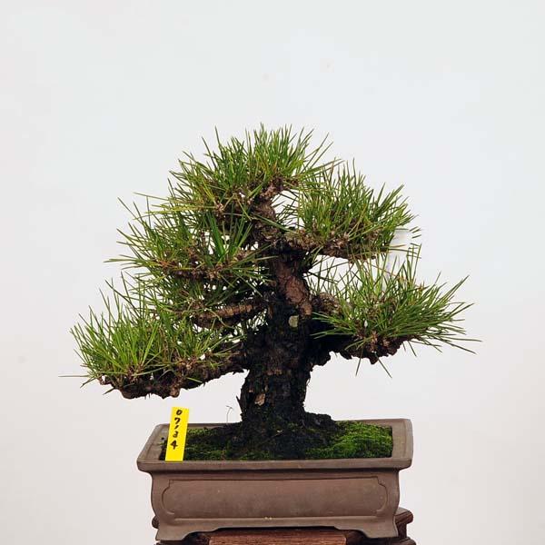 盆栽：特選三河黒松*現品 くろまつ クロマツ Kuromatsu bonsai 小品