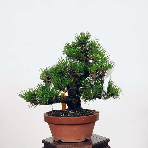 盆栽：三河黒松*現品 くろまつ クロマツ Kuromatsu bonsai 小品