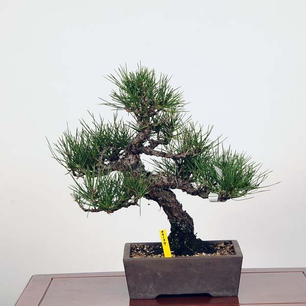 盆栽：三河黒松*現品 くろまつ クロマツ Kuromatsu bonsai 中品盆栽