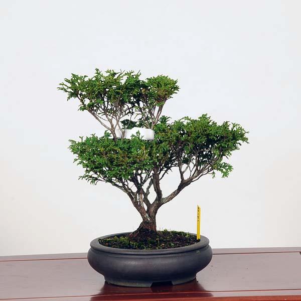 盆栽：桧（ひのき） 現品*ヒノキ hinoki bonsai Chamaecyparis obtusa