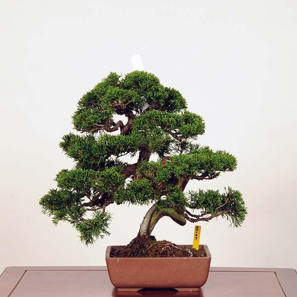 盆栽：特選糸魚川真柏 現品* しんぱく シンパク Shinpaku bonsai 中品