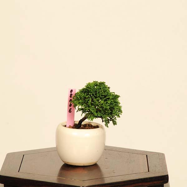 檜（ヒノキ）盆栽 SS011 盆栽：津山桧（ひのき）*現品 一点物 ヒノキ