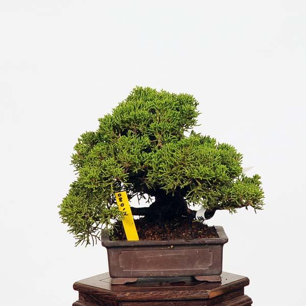 盆栽：特選糸魚川真柏 現品* しんぱく シンパク Shinpaku bonsai 小品