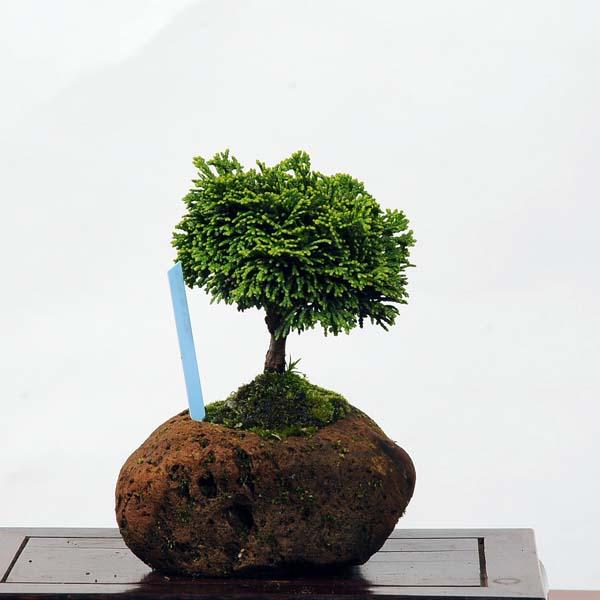 ミニ盆栽：連山桧(ひのき)石付 現品 *ヒノキ Hinoki 送料無料 : 遊恵