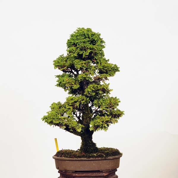 盆栽：特選津山桧 *現品 ヒノキ つやまひのき 中品盆栽 hinoki : 遊恵