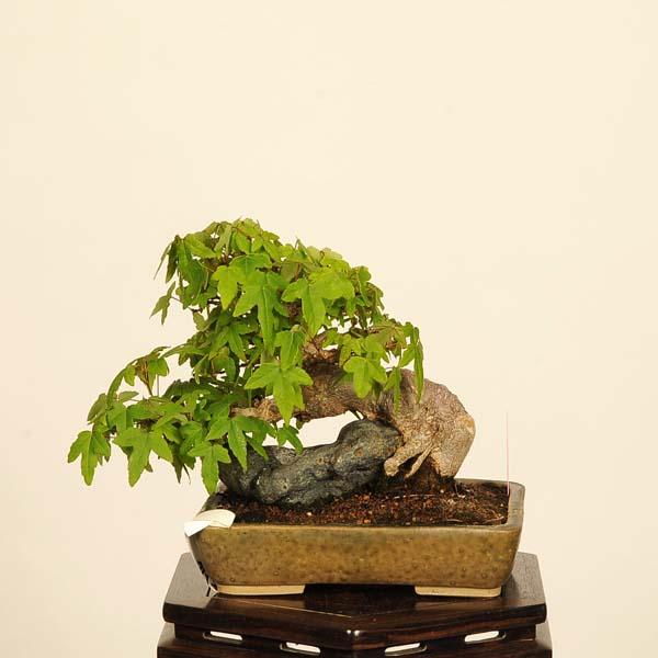 盆栽：楓石付* 現品 一点物 かえで カエデ Kaede bonsai Acer 小品盆栽