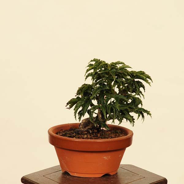盆栽特選：獅子頭(シシガシラ)紅葉 現品 *もみじ モミジ Acer momiji