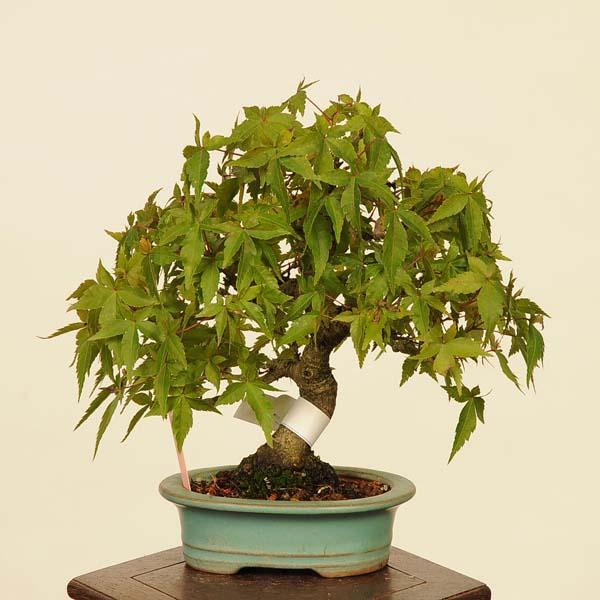 盆栽 特選：山紅葉 現品*山もみじ モミジ Momiji bonsai 小品盆栽