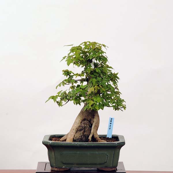 楓石付盆栽 石付盆栽 楓 カエデ 盆栽 小品盆栽 楓石付盆栽 石付盆栽 楓 カエデ 盆栽 小品盆栽