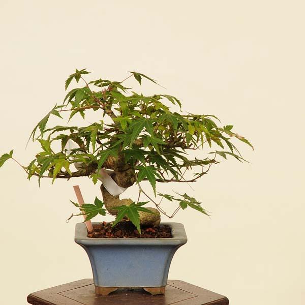 盆栽 特選：山紅葉 現品*山もみじ モミジ Momiji bonsai 小品盆栽