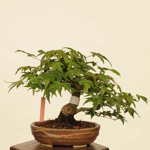 盆栽：山紅葉 現品*山もみじ モミジ Momiji bonsai 小品盆栽 : 遊恵