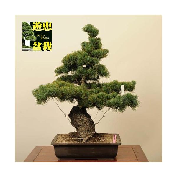 中品盆栽 五葉松 現品 大型ヤマト便配送 Goyomatsu 送料無料 Buyee Buyee 提供一站式最全面最专业现地yahoo Japan拍卖代bid代拍代购服务