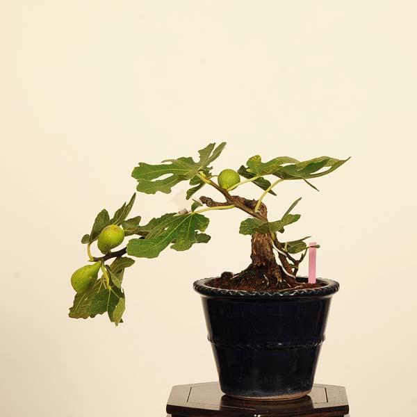 な*ず様 イチイ　貴重な極太素材　小品盆栽 な*ず様 イチイ 貴重な極太素材 小品盆栽