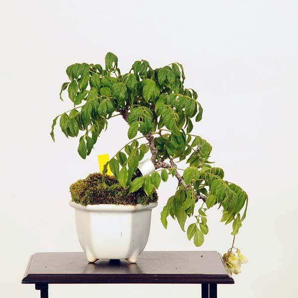 ミニ盆栽 夏藤 現品 ナツフジ 送料無料 なつふじ v 遊恵盆栽 Yahoo 店 通販 Yahoo ショッピング