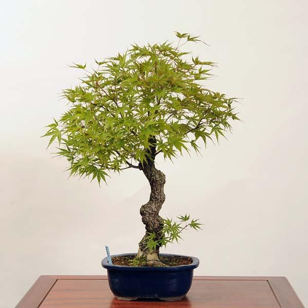 中品盆栽：特選荒皮紅葉 *現品 もみじ モミジ Momiji : 遊恵盆栽 Yahoo