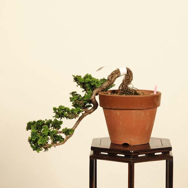 盆栽：石化桧(ひのき) 現品*一点物 ヒノキ Chamaecyparis Hinoki