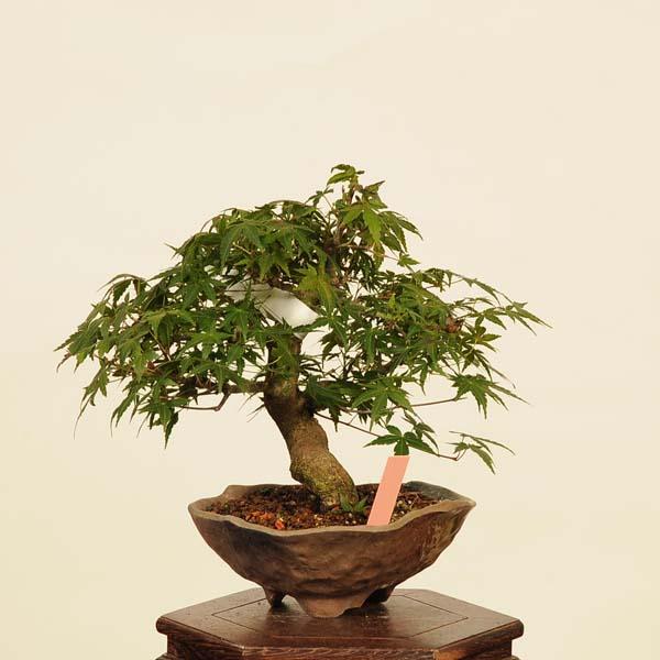 盆栽 特選：山紅葉 現品*山もみじ モミジ Momiji bonsai 小品盆栽