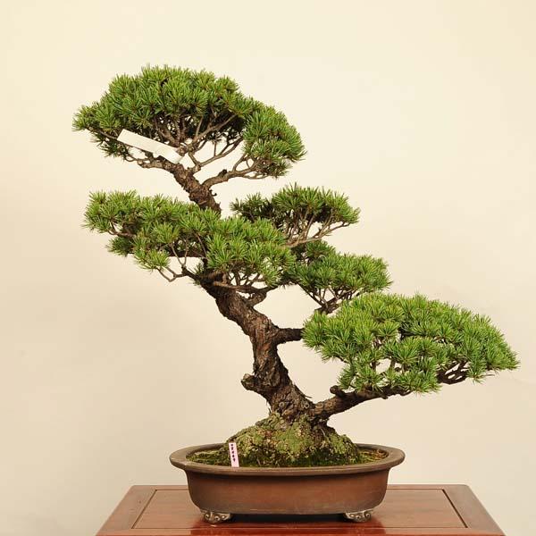 五葉松盆栽 特選大品で和の美を楽しむ