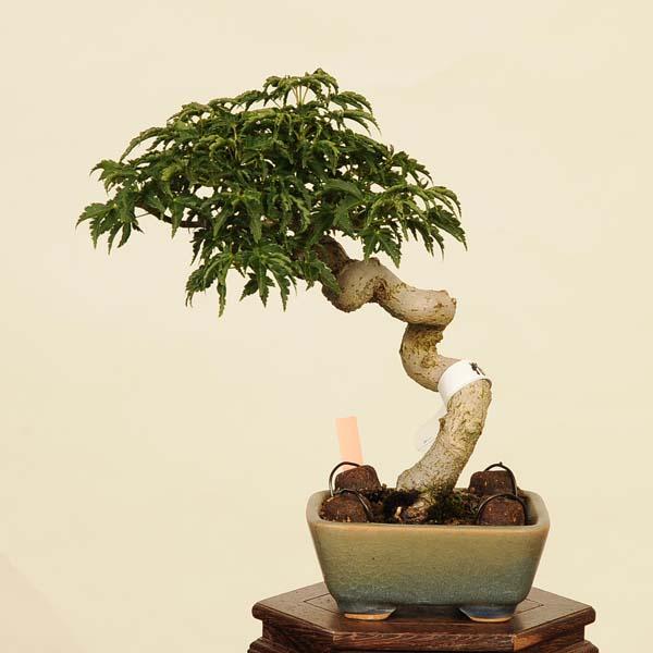 盆栽 特選：獅子頭(シシガシラ)紅葉 現品 *もみじ モミジ Acer momiji