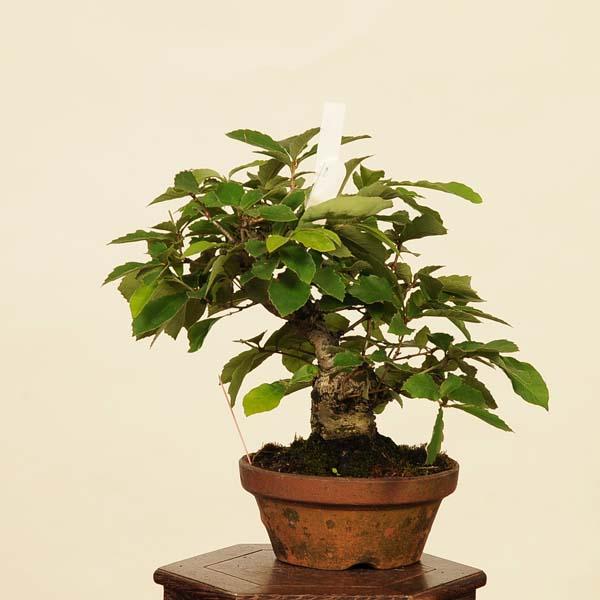 盆栽：小楢（こなら・コナラ）*現品 Quercus serrata konara bonsai