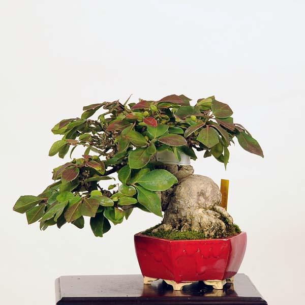 小品盆栽 こまゆみ 現品 コマユミ Komayumi送料無料 v 遊恵盆栽 Yahoo 店 通販 Yahoo ショッピング